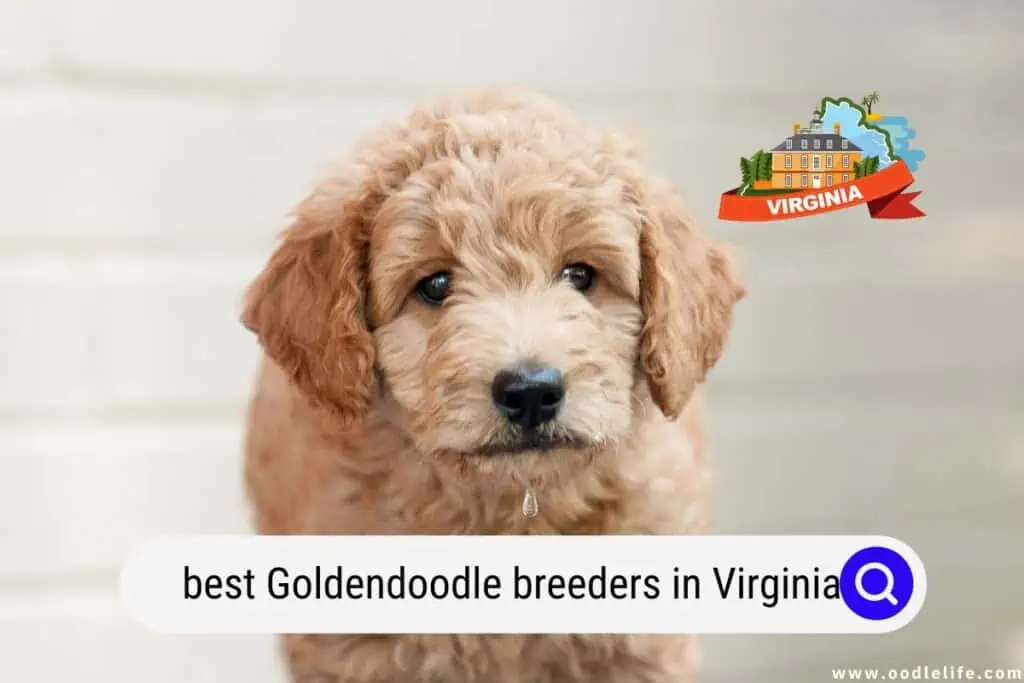 Goldendoodle breeders in Virginia