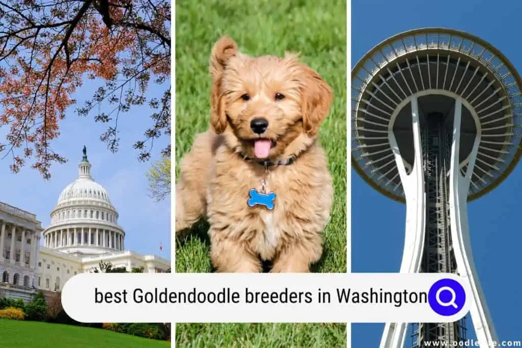 Goldendoodle breeders in Washington