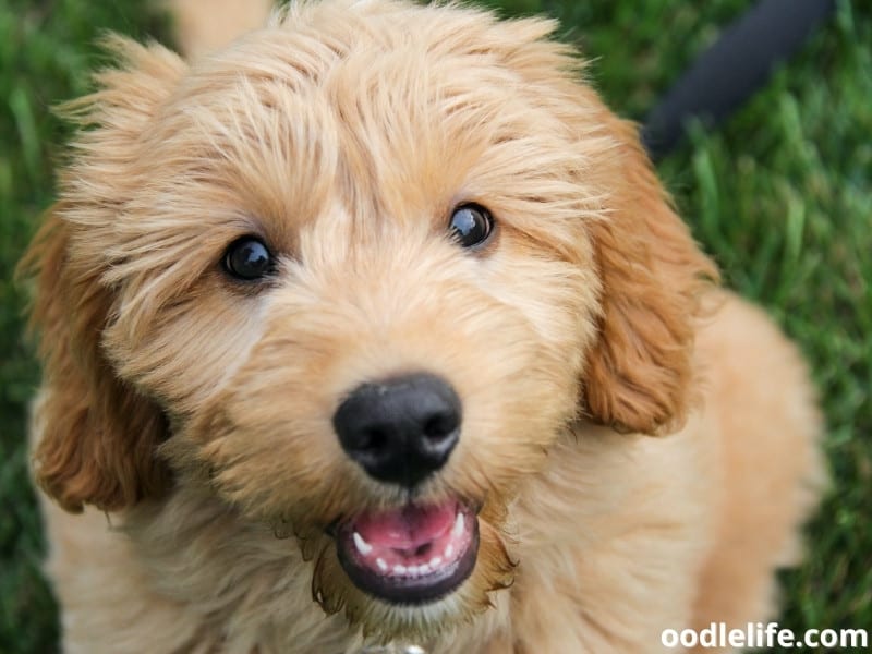 Goldendoodle close up shot