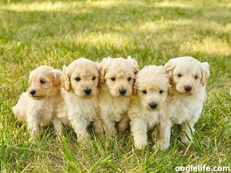 Goldendoodle puppies stay together