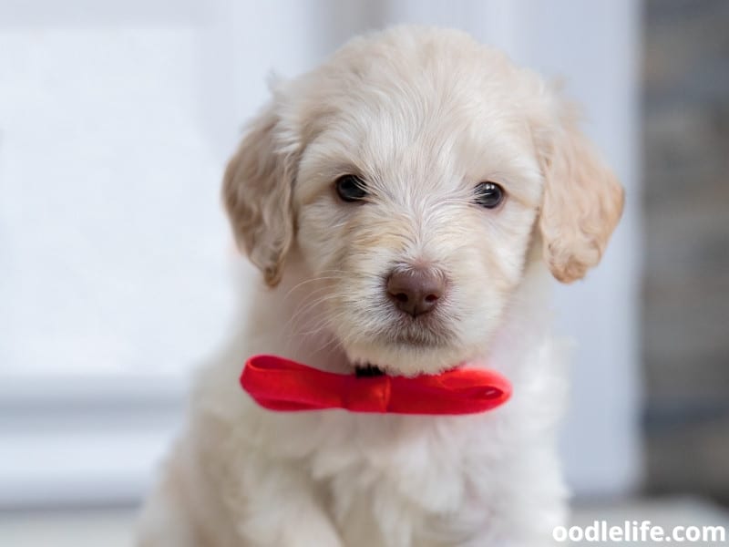 Goldendoodle puppy and red bow tie
