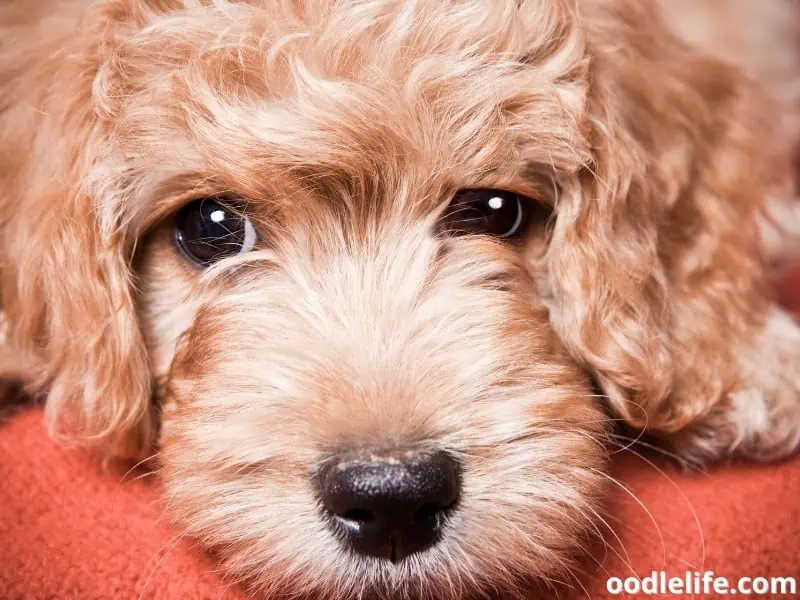 Goldendoodle puppy close up shot