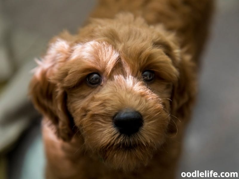 Goldendoodle puppy looks curious