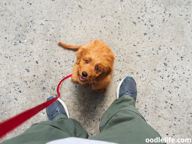 A Goldendoodle puppy that is well-trained can be a great companion!