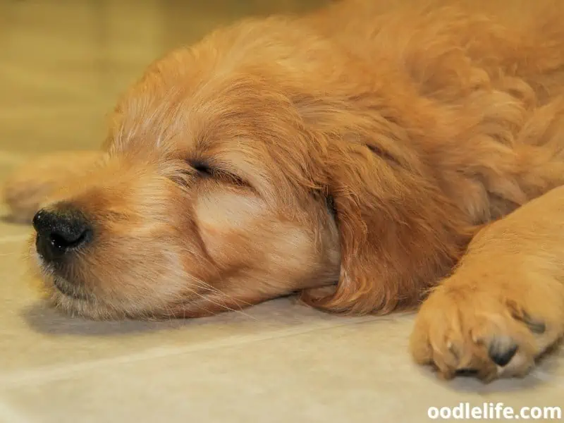 Goldendoodle puppy sleeps soundly
