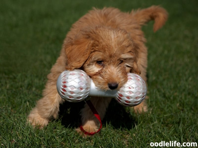 Goldendoodle puppy with a toy