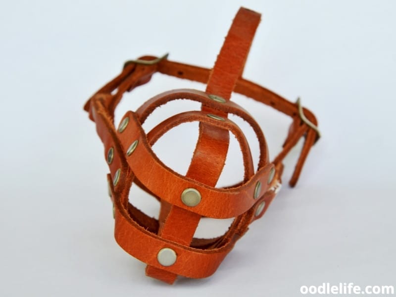 5 Best Muzzles For Yorkshire Terriers (Snout) Oodle Life