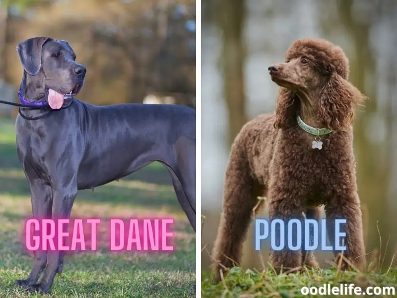 Great Dane and a Poodle