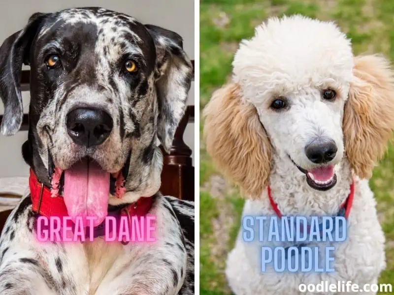 Great Dane and Standard Poodle