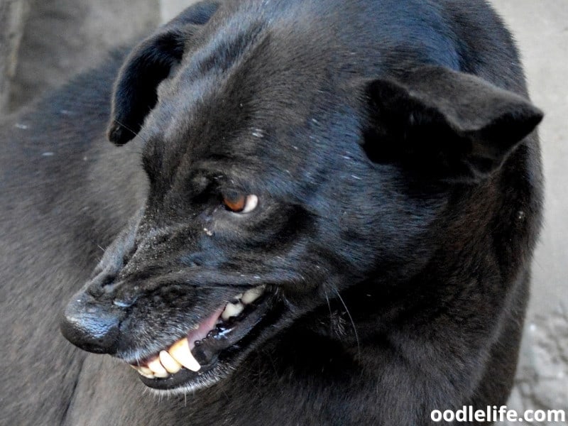 My Dog Attacked Another Dog Will It Be Put Down? Oodle Life