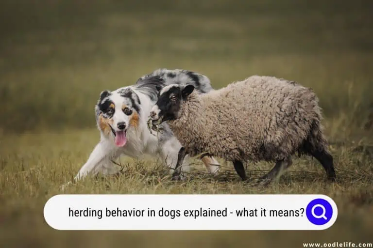 Herding Behavior in Dogs Explained (What It Means?)