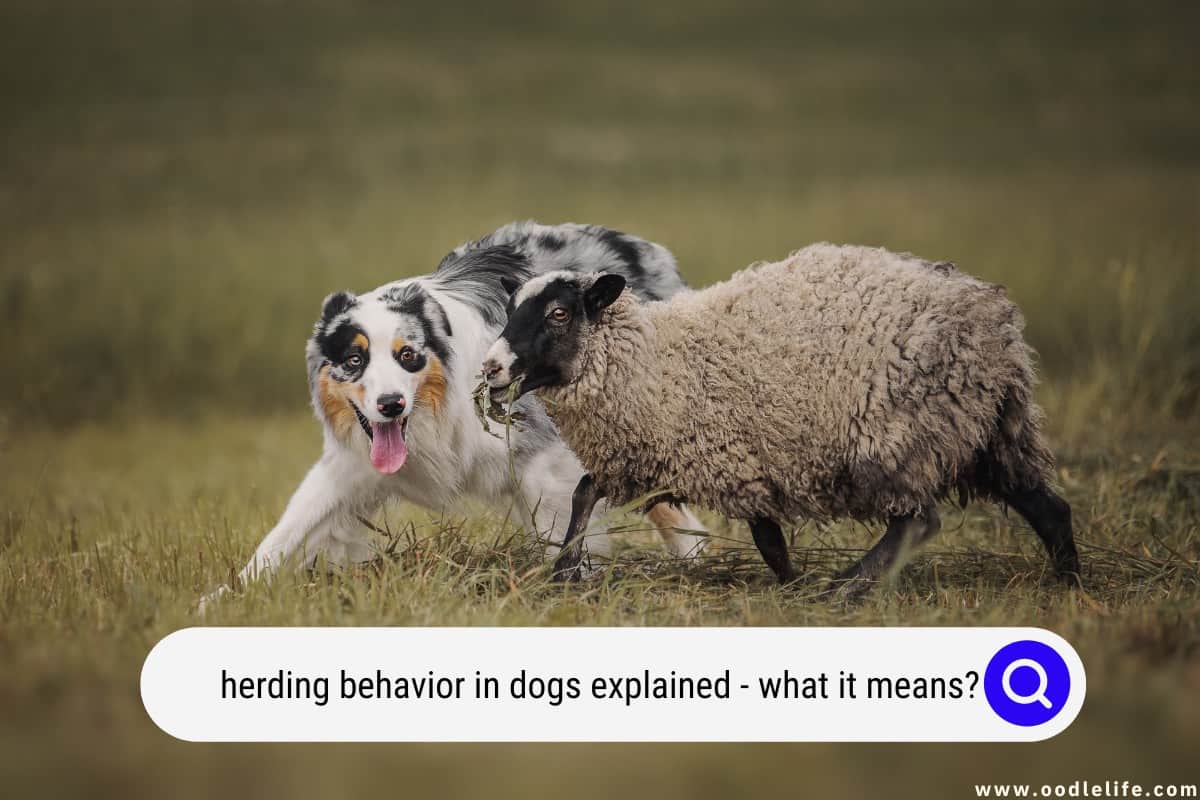 Herding Behavior In Dogs Explained (What It Means?) Oodle Life
