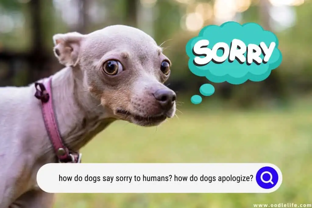 how dogs say sorry to humans