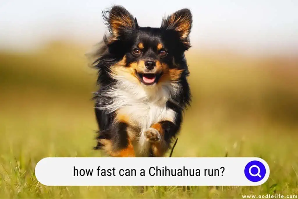 how fast can a Chihuahua run