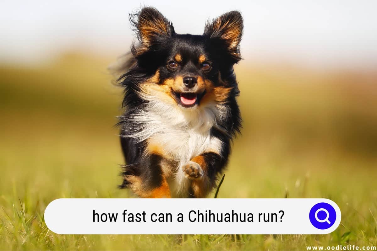 How Fast Can A Chihuahua Run? Oodle Life