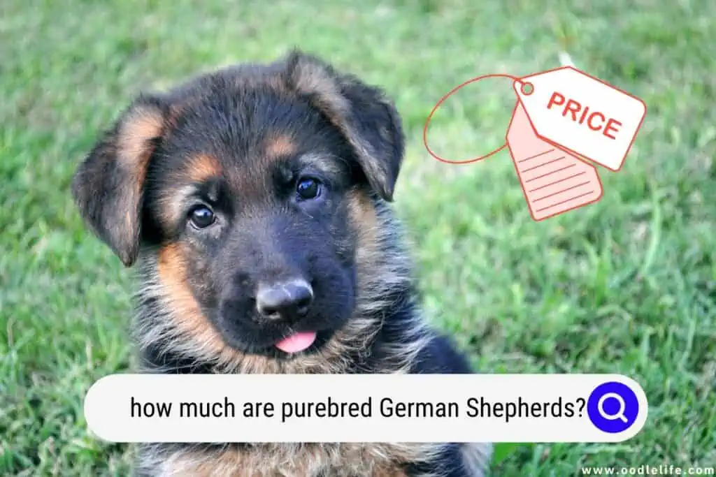 how much are purebred German Shepherds