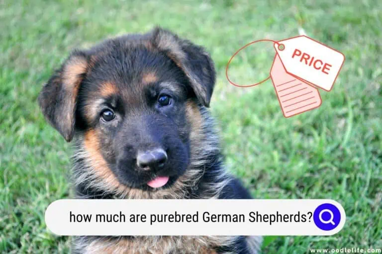 How Much Are Purebred German Shepherds? (2023 Update)