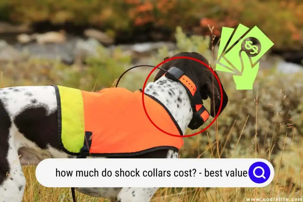 how much do shock collars cost