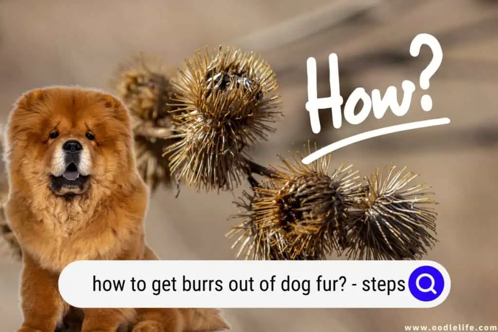 how to get burrs out of dog fur