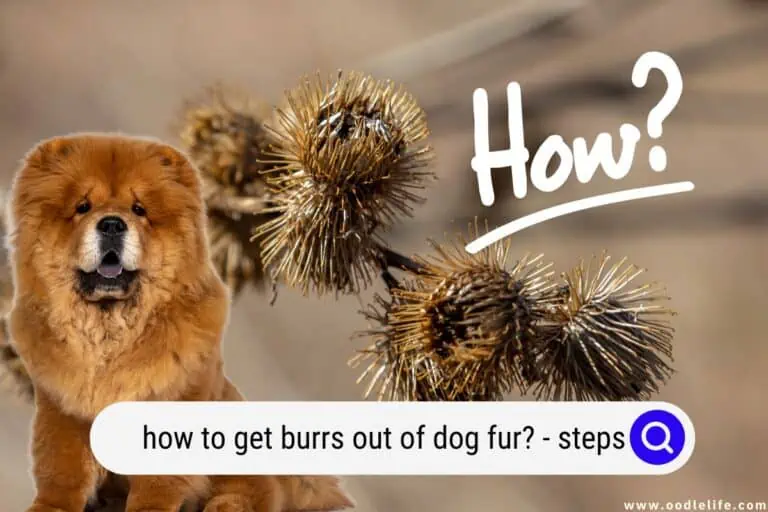 How To Get Burrs Out of Dog Fur? (Steps)