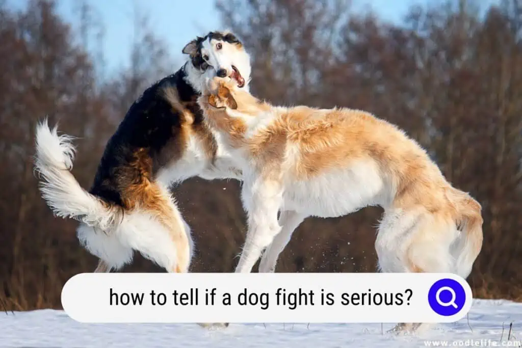 how to tell if a dog fight is serious