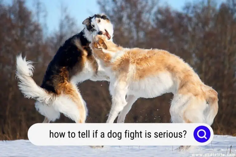 How to Tell If a Dog Fight is Serious?
