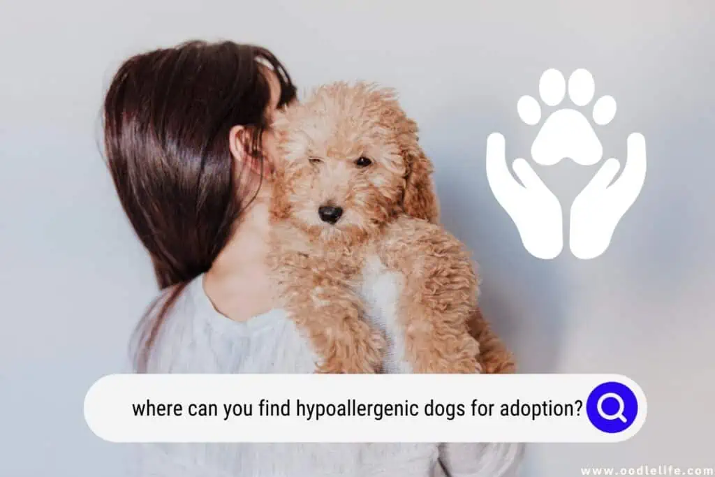 hypoallergenic dogs for adoption