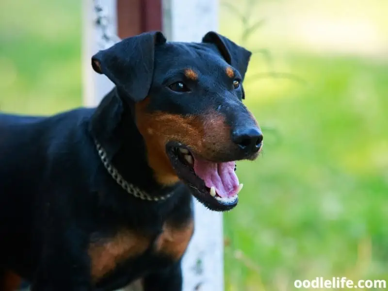 Jagdterrier with its open mouth