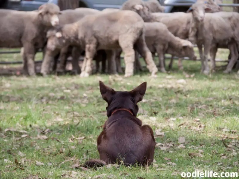 Kelpie guards the sheep