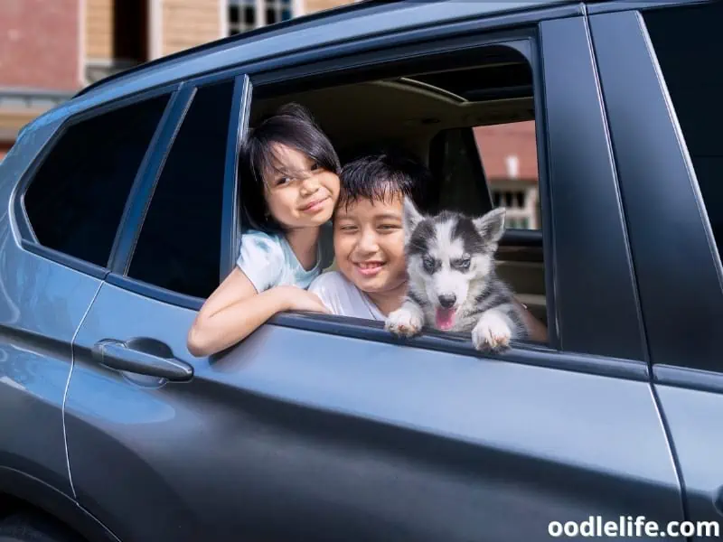 kids with a Siberian Husky puppy