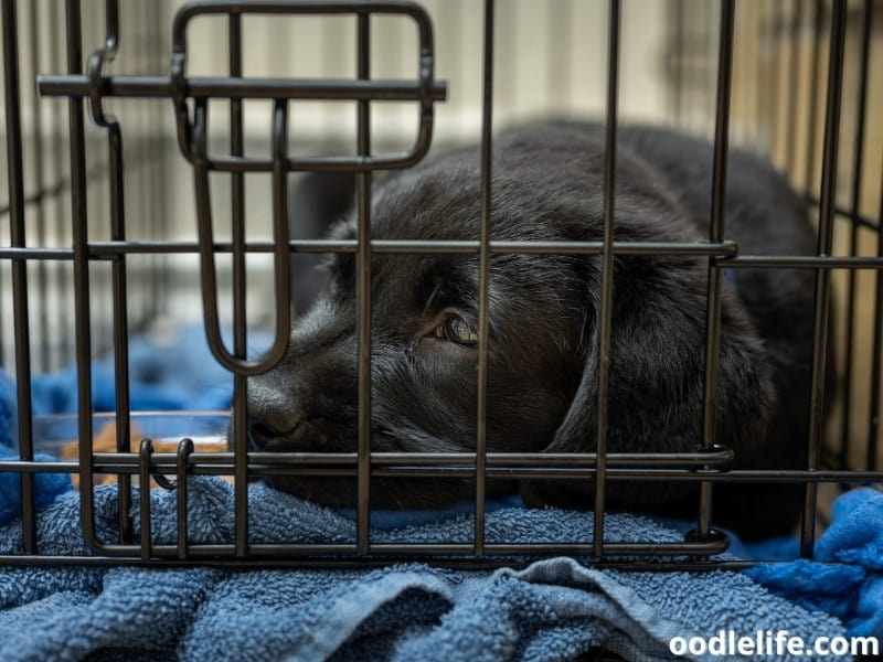 Labrador puppy quiet in his crate