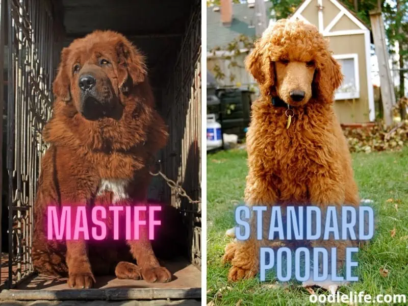 Mastiff and Standard Poodle