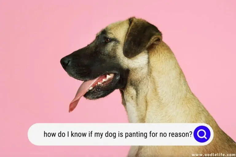 How Do I Know if My Dog Is Panting for No Reason?