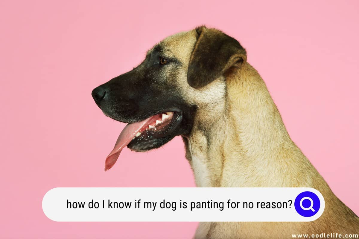 What Causes A Dog To Pant Excessively