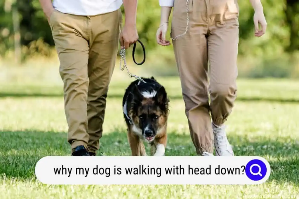 my dog is walking with their head down