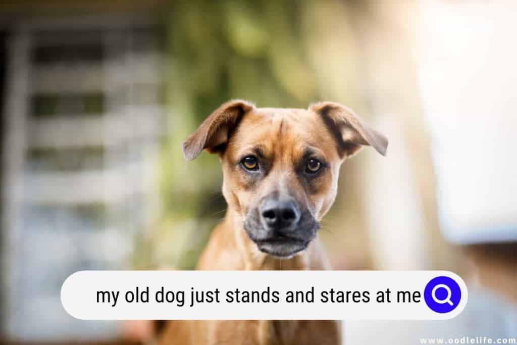 My Old Dog Just Stands And Stares At Me Oodle Life