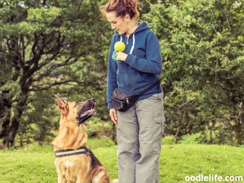 owner trains German Shepherd