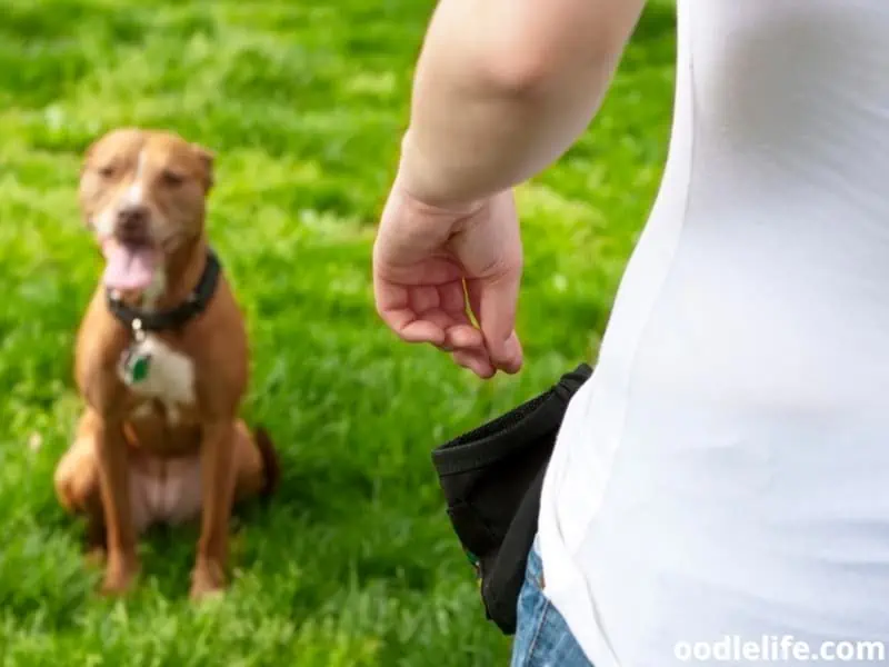 Pitbull trains by owner