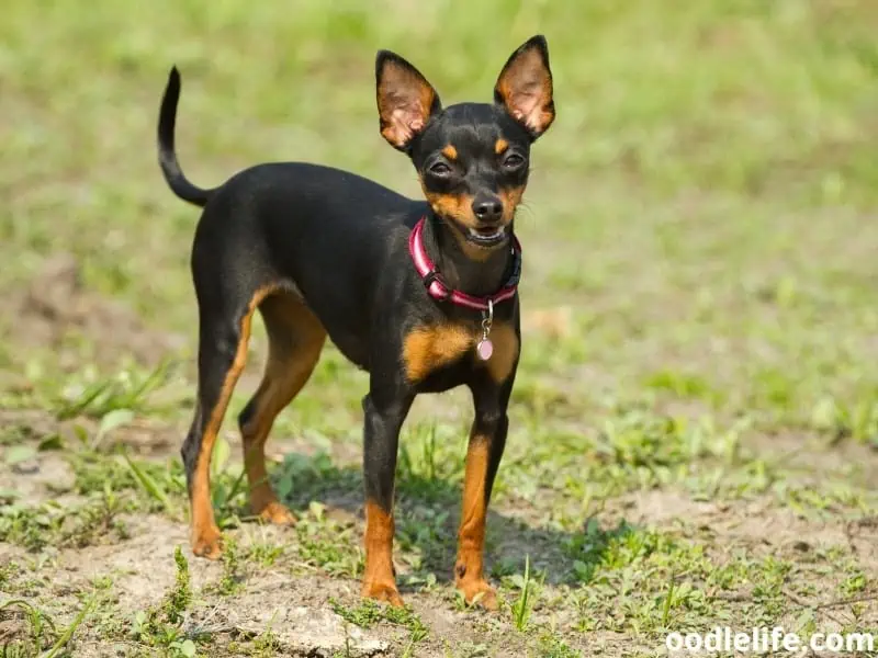 Prague Ratter stands on the field