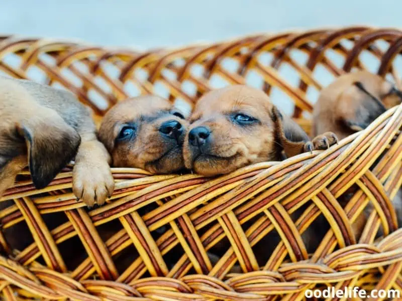 puppies peek from their basket