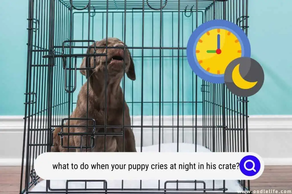 puppy cries at night in his crate