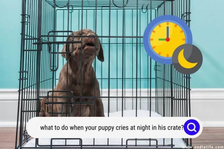 What to Do When Your Puppy Cries At Night In His Crate? (First Night)