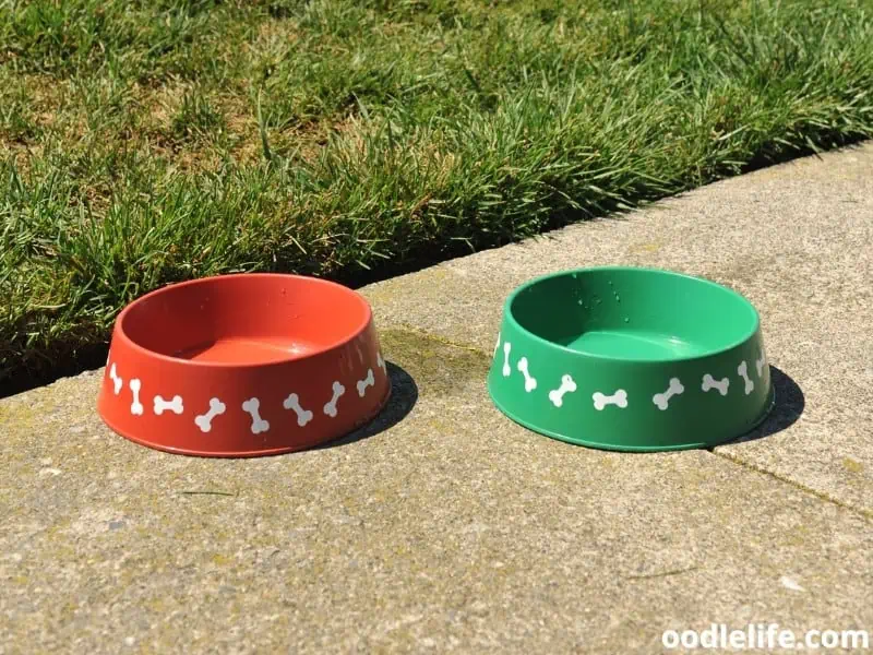 red and green dog bowls