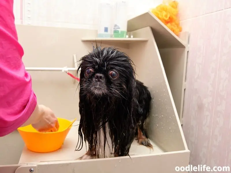 Shih Tzu for a shampoo