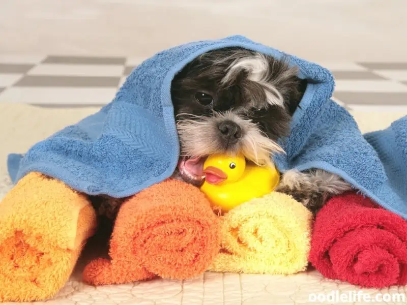 Shih Tzu with towels