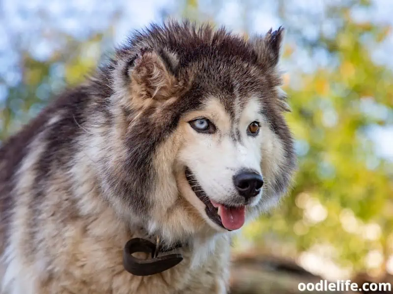 Siberian Husky different eye colors