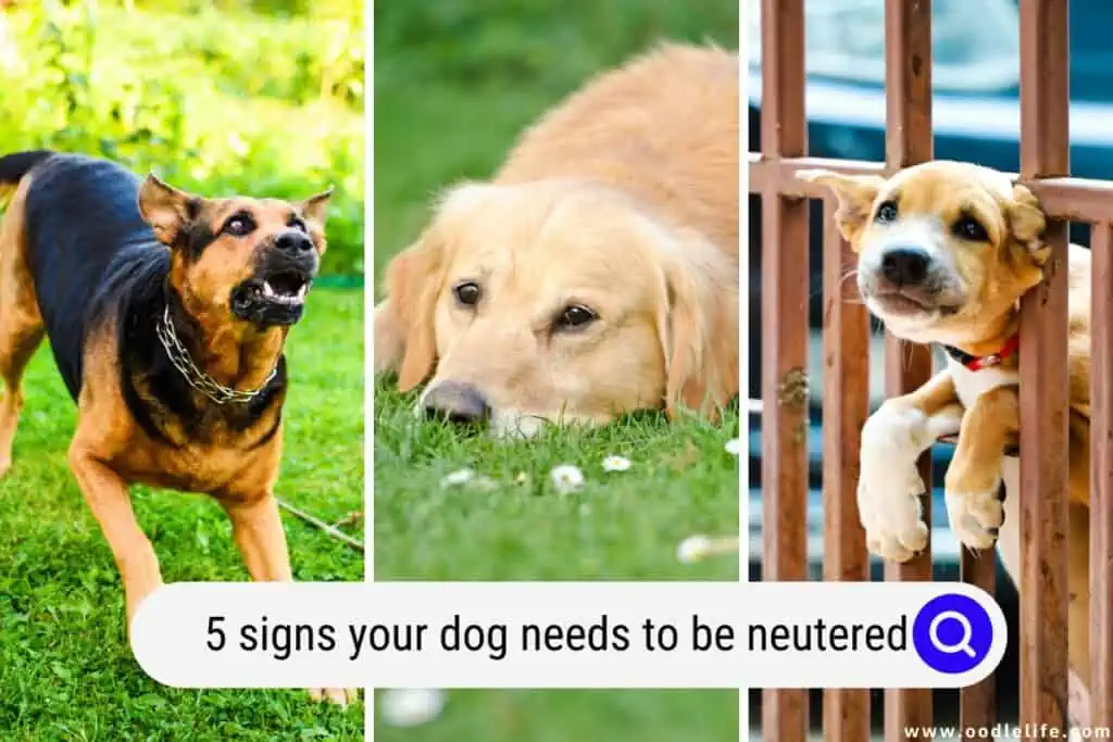 signs your dog needs to be neutered