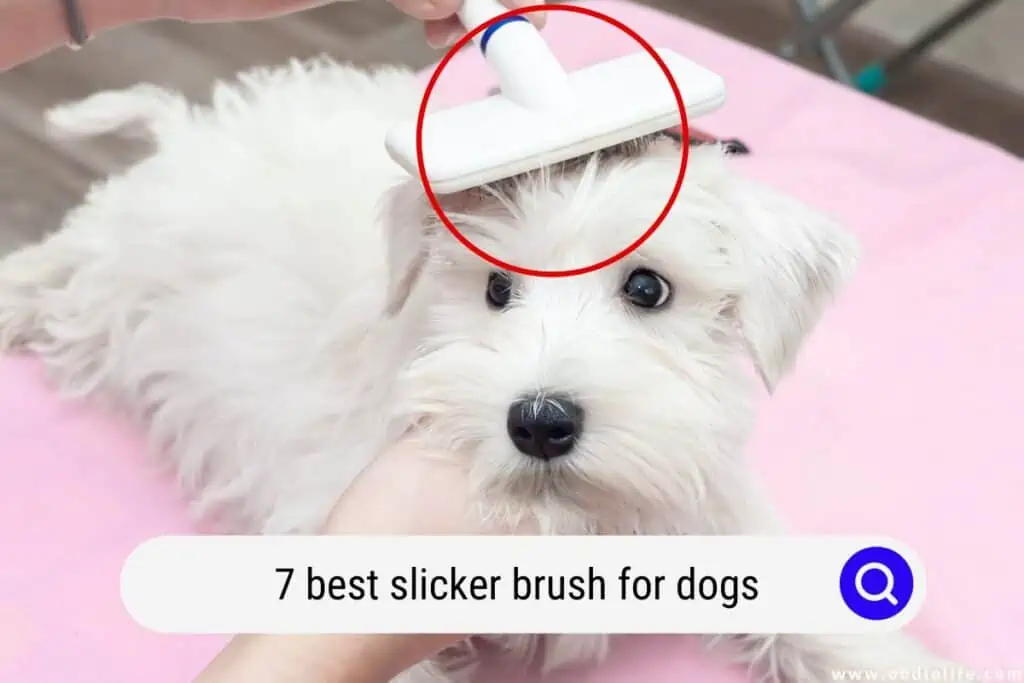 slicker brush for dogs