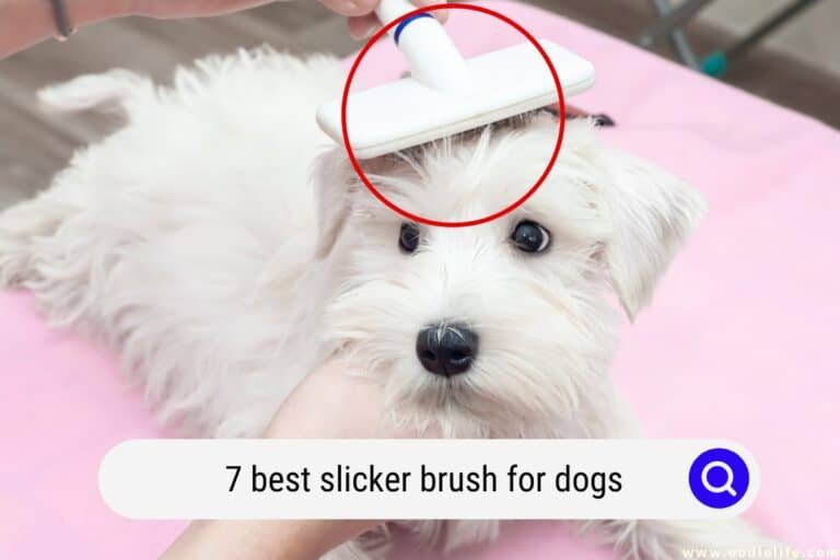 The 7 Best Slicker Brush for Dogs (2024)
