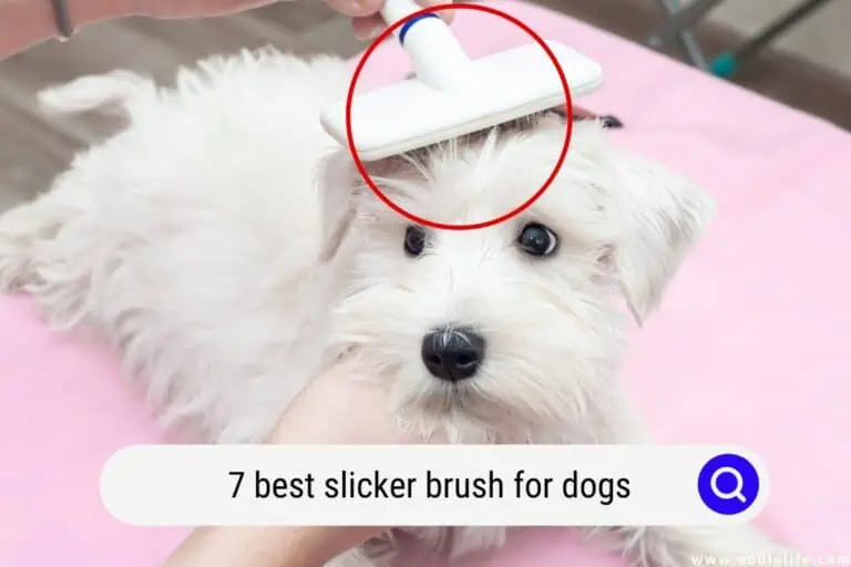 The 7 Best Slicker Brush for Dogs (2025)